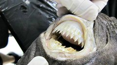 "كائن فضائي" يرعب مخلوقات البحار بسبب "عضة دائرية"