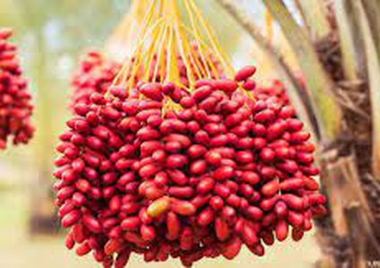 فوائد البلح الأحمر ١٢ فائدة تجعله من أفضل أنواع البلح