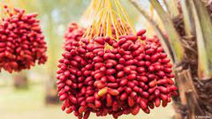 فوائد البلح الأحمر ١٢ فائدة تجعله من أفضل أنواع البلح