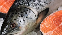 ما هي الفوائد الصحية لتناول سمك السلمون الأطلسي؟