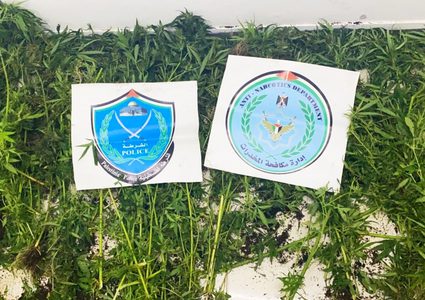 ضبط 81 شتلة من الماريجوانا المخدرة بمحاذاة جدار الفصل شمال طولكرم