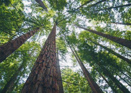 محاولات لإنقاذ أطول وأقدم شجرة في العالم