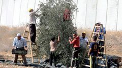 الزراعة تقرر موعد قطاف الزيتون اعتبارًا من12  تشرين الأول