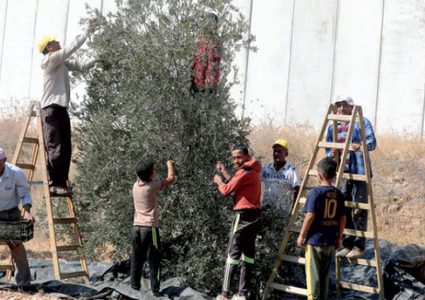 الزراعة تقرر موعد قطاف الزيتون اعتبارًا من12  تشرين الأول