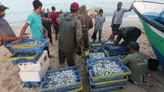 يوم عمل للصيادين على شاطئ دير البلح
