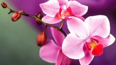 دراسة: زهرة الأوركيد تساعد في علاج السرطان