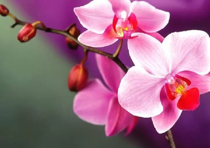 دراسة: زهرة الأوركيد تساعد في علاج السرطان