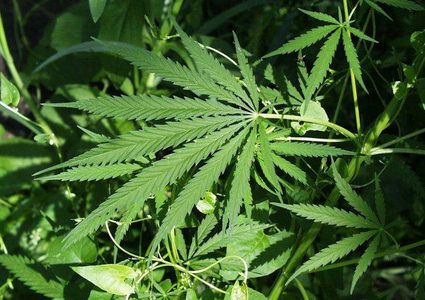 الشرطة تضبط 50 شتلة من الماريجوانا المخدرة برام الله