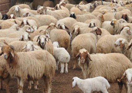 خربيش: الثروة الحيوانية تقلصت الى النصف ونطالب بدعم حكومي