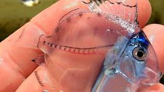 اكتشاف نوع جديد من الأسماك الشفافة