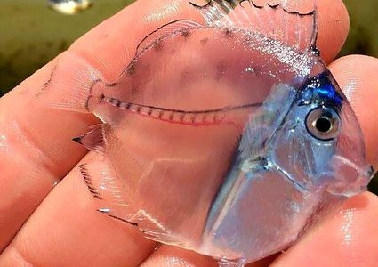 اكتشاف نوع جديد من الأسماك الشفافة