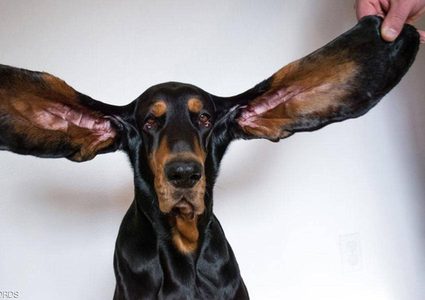 كلب يدخل موسوعة "غينيس" بفضل طول أذنيه