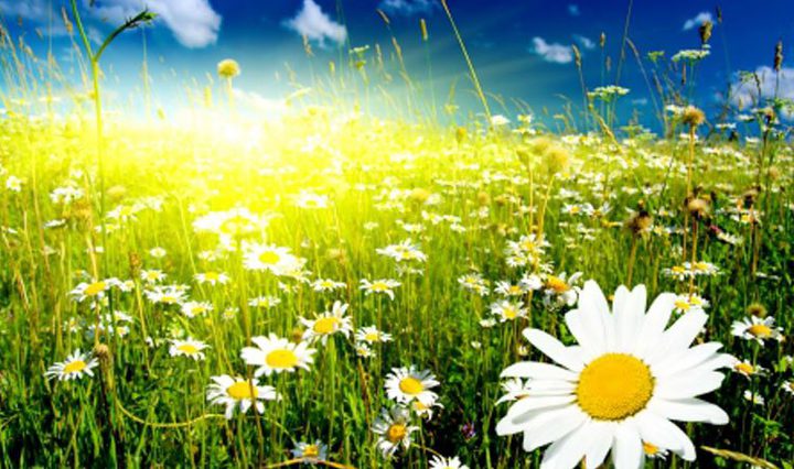 الطقس: درجات الحرارة أقل من معدلها السنوي العام بقليل