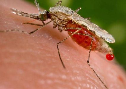 ما فصيلة الدم الأكثر جذبا للبعوض؟