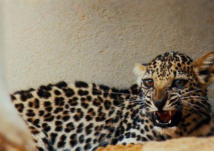 ولادة نمر عربي نادر في السعودية