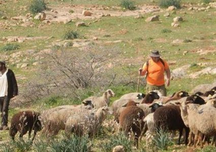 مستوطنون يهاجمون رعاة الماشية في خلة مكحول بالأغوار الشمالية
