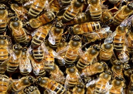 النحل يقتل عشرات طيور البطريق المهددة بالانقراض في جنوب أفريقيا