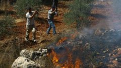 مستوطنون يحرقون أشجار زيتون مثمرة جنوب نابلس