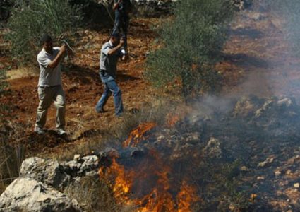 مستوطنون يحرقون أشجار زيتون مثمرة جنوب نابلس