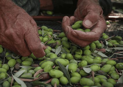 المفتي العام يدعو المزارعين لإخراج زكاة الزيت والزيتون