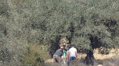 مستوطنون يسرقون ثمار الزيتون في يانون جنوب نابلس