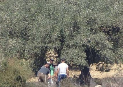 مستوطنون يسرقون ثمار الزيتون في يانون جنوب نابلس