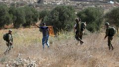 مستوطنون يسرقون ثمار الزيتون في يانون جنوب نابلس