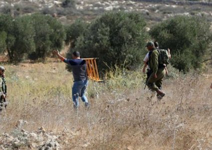 مستوطنون يسرقون ثمار الزيتون في يانون جنوب نابلس