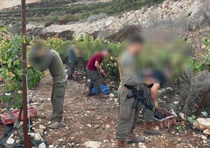 جنود الاحتلال شاركوا المستوطنين بسرقة العنب من أراضي الضفة