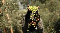 تراجع كبير في انتاج الزيتون في غزة