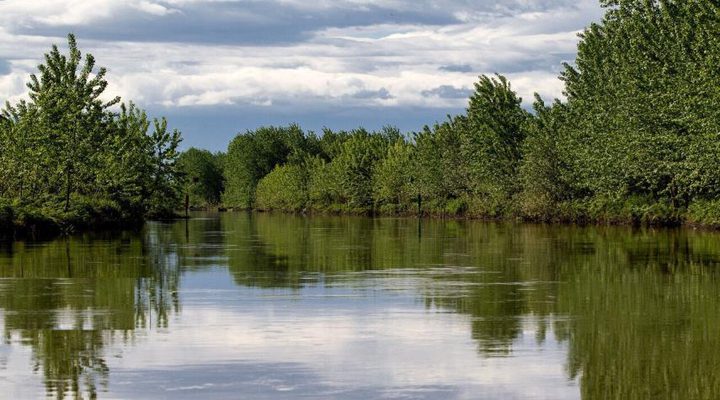 تطوير طريقة لصناعة البطاريات من مياه المستنقعات