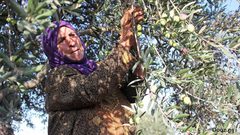 مستوطنون يسرقون معدات لقطف الزيتون من أراضي بورين