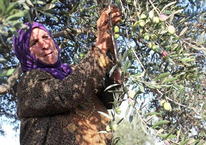 مستوطنون يسرقون معدات لقطف الزيتون من أراضي بورين