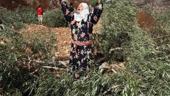 مستوطنون يقطون أشجار زيتون في قرية عورتا