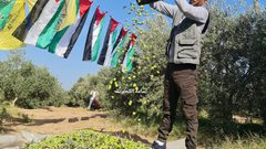 فزعة شبابية لمساعدة أصحاب الأراضي في جني الزيتون شرق المغازي