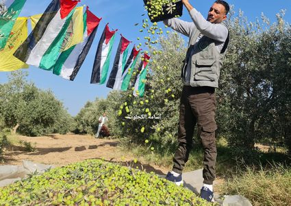 فزعة شبابية لمساعدة أصحاب الأراضي في جني الزيتون شرق المغازي