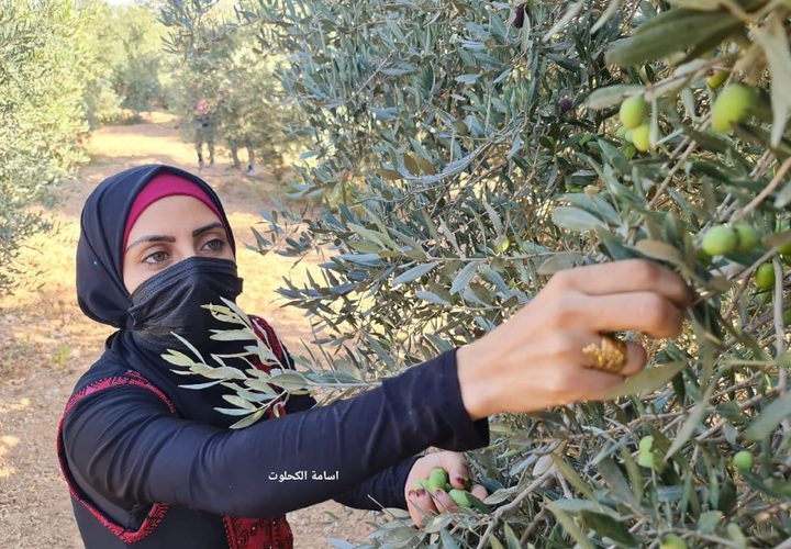 فزعة شبابية لمساعدة أصحاب الأراضي في جني الزيتون شرق المغازي
تصوير أسامة الكحلوت