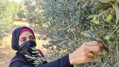 فزعة شبابية لمساعدة أصحاب الأراضي في جني الزيتون شرق المغازي