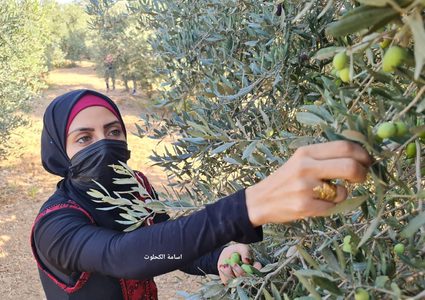 فزعة شبابية لمساعدة أصحاب الأراضي في جني الزيتون شرق المغازي