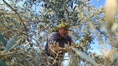 فزعة شبابية لمساعدة أصحاب الأراضي في جني الزيتون شرق المغازي