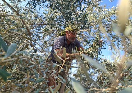 فزعة شبابية لمساعدة أصحاب الأراضي في جني الزيتون شرق المغازي