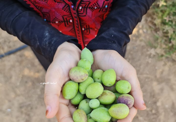 فزعة شبابية لمساعدة أصحاب الأراضي في جني الزيتون شرق المغازي
تصوير أسامة الكحلوت