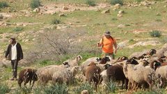 مستوطنون يلاحقون رعاة الأغنام ويحتجزون عددا منهم في الأغوار