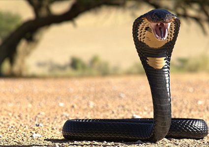 السجن المؤبد مرتين لهندي قتل زوجته باستخدام كوبرا وأفعى