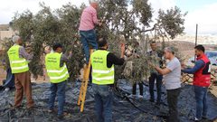 محافظة القدس تنظم يوما تعاونيا في بلدة عناتا لقطف الزيتون