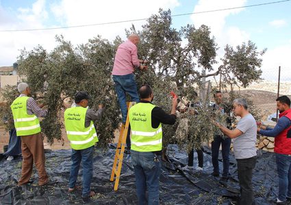 محافظة القدس تنظم يوما تعاونيا في بلدة عناتا لقطف الزيتون