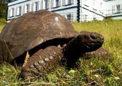 برأسين و6 أرجل.. سلحفاة "غريبة الأطوار" في مركز رعاية بأميركا