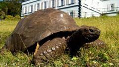 برأسين و6 أرجل.. سلحفاة "غريبة الأطوار" في مركز رعاية بأميركا