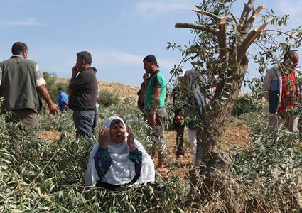 مستوطنون يقطعون أشجار زيتون ويسرقون ثمارها في قرية سالم