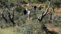 مستوطنون يقطعون أشجار زيتون ويسرقون ثمار أخرى في جالود